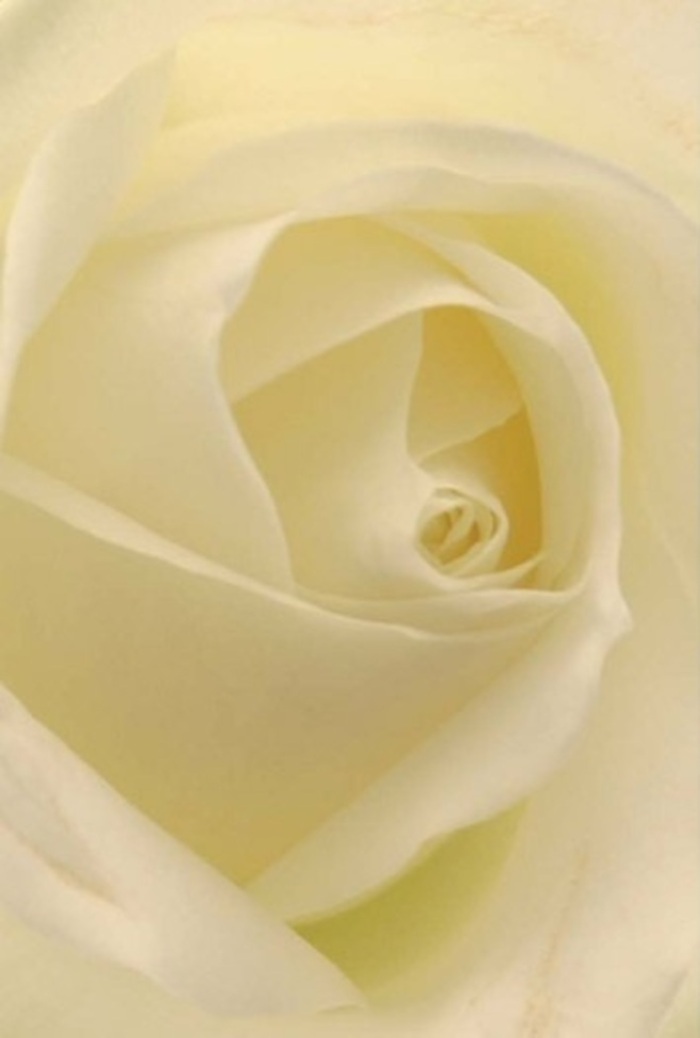 From a perspective intimate enough to sense every gentle undulation, this white rose reveals its exceptional structure-the perfect spiral of petals layered with quiet purpose, their creamy tones highlighted by the soft daylight diffusing across Watford's familiar landscapes. The interplay of whites and mellow creams forms a calming tableau, illuminated as if by sunlight filtering through the leaves at Cheslyn Gardens. A natural choice for marking life's most significant moments, the bloom's near-flawless center speaks to ideals of purity, grace, and unwavering resilience, much like the tight-knit community in Watford itself. As the outer petals fade nearly to translucence, a story of strength in softness emerges; each careful curve and shade enhances the artistry and intent behind the florist's craft. The composition breathes serenity, ideal for a wedding centerpiece, an earnest apology, or a heartfelt token of sympathy-always fresh and thoughtfully arranged with a subtle, clean fragrance that soothes and uplifts, resonating with anybody who has walked the tree-lined streets of Watford and found beauty in life's quiet spaces.